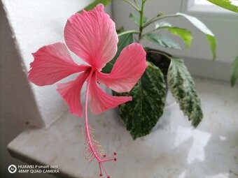 Panašova činska ruža ružová 1ks/5€+pošta