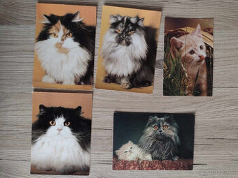 Predám pohľadnice - zvieratá, bábiky, doprava, ...