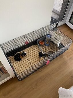 Darujem morcata + komplet vybavenie