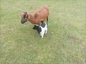 Predám kamerunsku ovcu z jahnatom