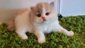 Britská dlhosrstá mačička DOROTKA - odber prázdniny