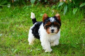 Biewer-yorkshirsky terrier  mini