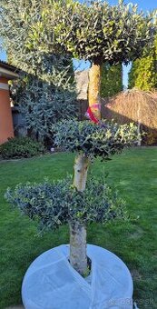 Predám olivovník bonsai
