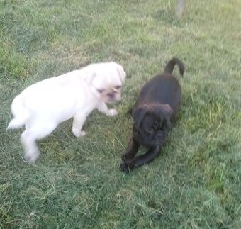 Mops