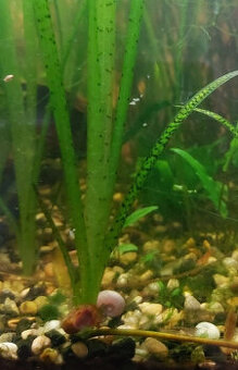 Akvarijné rastlina, Vallisneria spiralis tiger