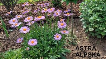 ASTRA alpínska, alpská - skalnička