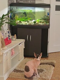 predam akvarium