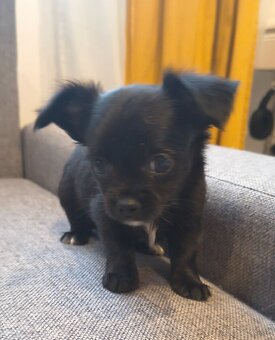 Mini civava