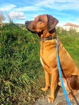 Ródezsky ridgeback - darujem