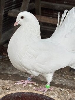 Holub – anglický pávik