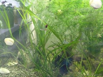 Živorodka wingei - Poecilia wingei - samička