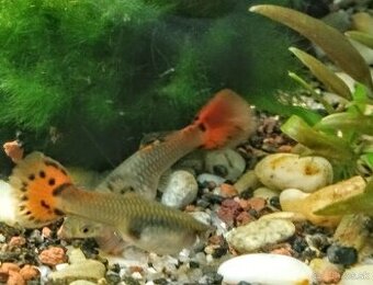 Predám Gupky, Pár bojovnice,