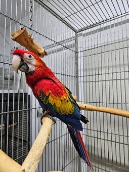 Ara Arakanga Macao 0.1