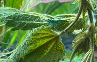 Neocaridina davidi- Green jade 🍀💚
