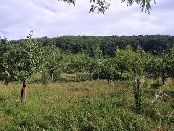 Pílenie a strihanie ovocných stromov