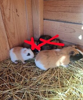 Morča , morské prasiatko, prasiatka