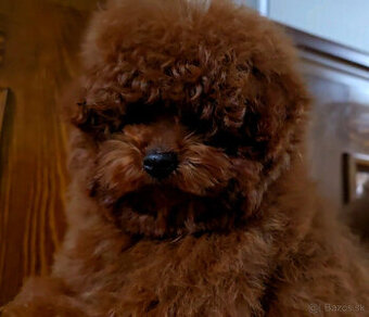 pudel 100% toy Red Braun