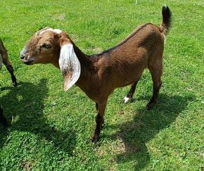 Anglonubijska koza