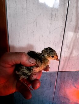 Predám morky bronzové