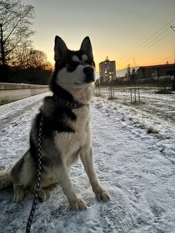 Sibírsky husky s PP