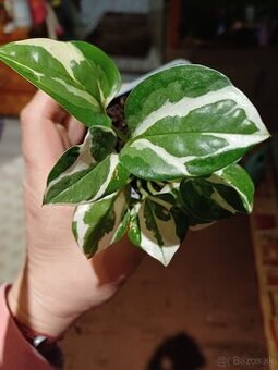 Epipremnum N'joy