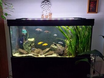 Akvarium