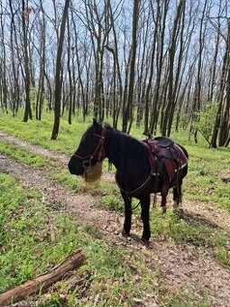 7r. Kobyla na predaj