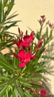Krásny oleander cyklaménovej farby