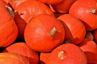 Tekvica, cuketa - semená