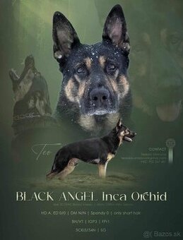 Nemecky ovciak