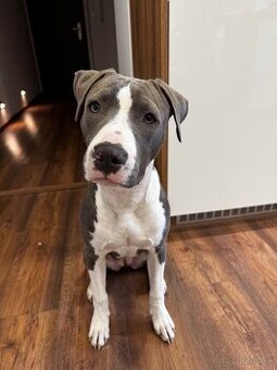 Americký Staford Amstaff Stafordšírsky teriér Fenka