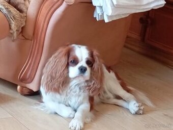 Cavalier King