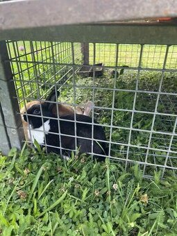 🐰 Darujem dvoch milých zakrslých králikov