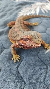 Agana+ terarium komplet