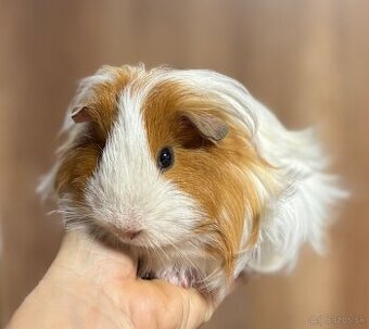 Morča - morčiatko - morské prasiatko