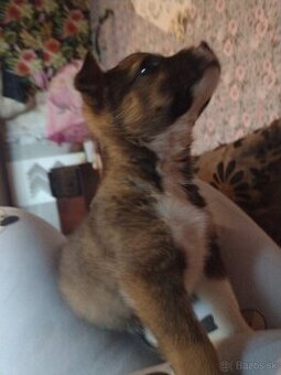 Jazvečík  kríženec