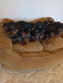 Yorkshire teriér Yorkshir - 1