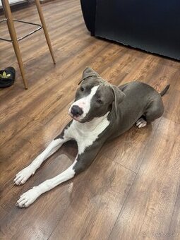 Staford Amstaff Americký Staford Teriér