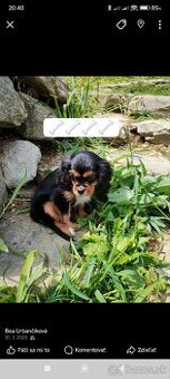 Gavalier king Charles španiel