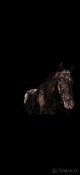 prípúštanie Appaloosa žrebcom