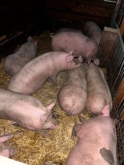 Jatočné ošípané