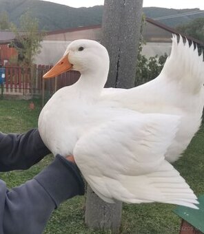 Nasadove vajicka pekingskych kaciek.