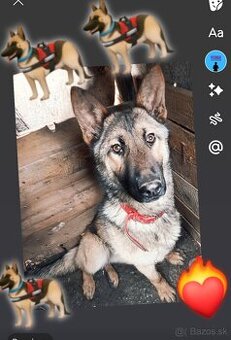 Německý ovčák