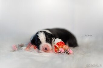 Miniatúrny Americký ovčiak