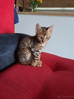 Bengalske maciatka s PP