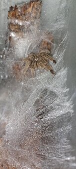 Neoholothele incei + terarium