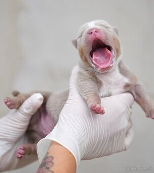 ŠTENIATKA AMERICAN BULLY XL/XXL