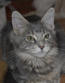 Mainská mývalia mačka - mačiatka Maine coon s PP - Goldie