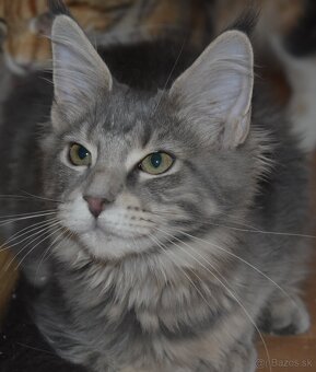 Mainská mývalia mačka - mačiatka Maine coon s PP - Goldie