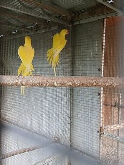 Predám Alexandre a holubkov diamantových - 1